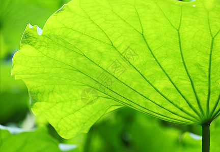 荷叶叶子池塘核桃属绿色小家伙百合荷花植物学风化灯泡图片