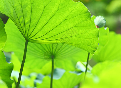 荷叶树叶叶子植物荷花小家伙池塘花园绿色风化百合图片