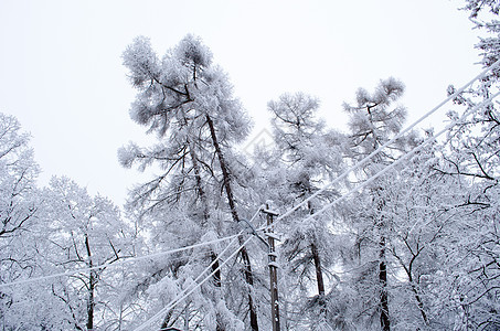 Lang 树枝雪分雪 冬季电线图片