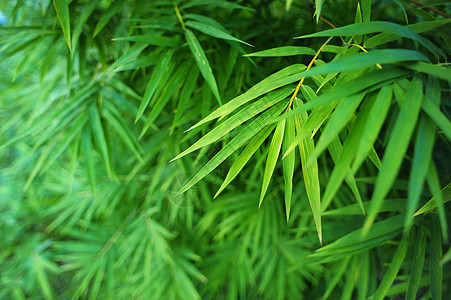 竹叶叶花卉竹叶框架图案植物文化叶子绿色竹子竹树图片