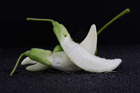 蔬菜蜂鸣鸟塞斯班·阿加斯塔高清图片