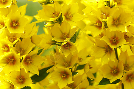 黄花花瓣叶子植物阳光花园绿色背景图片