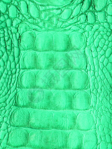 鳄皮女士艺术荒野野生动物织物皮革爬虫蜥蜴动物宏观图片