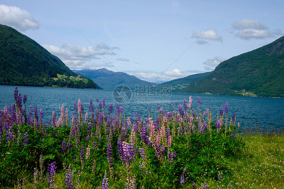 挪威峡湾的夏日图片