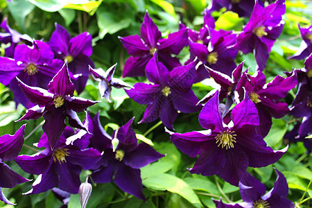 Clematis 花朵紫色树叶花园花瓣园艺热带香水异国花束园林图片