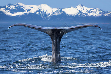鲸尾齿鲸海洋生物吸虫抹香鲸动物鲸鱼飞溅野生动物生物潜水图片