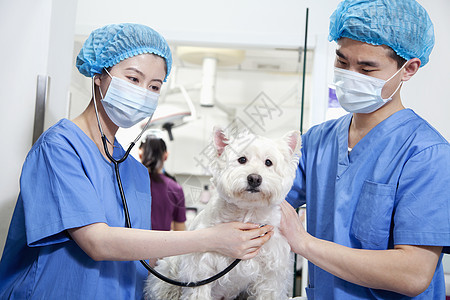 兽医检查犬协会诊所兽医医生检查口罩主题宠物职业手术衣家畜图片