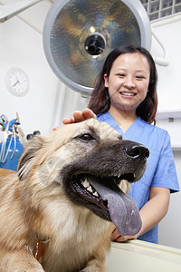 检查室有狗和狗的兽医灯光职业动物宠物审查家畜棕色长发主题器材图片