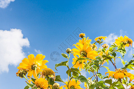 黄花植物蓝色草地宏观毛茛场景天空叶子园艺场地图片