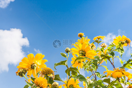 黄花植物蓝色草地宏观毛茛场景天空叶子园艺场地图片