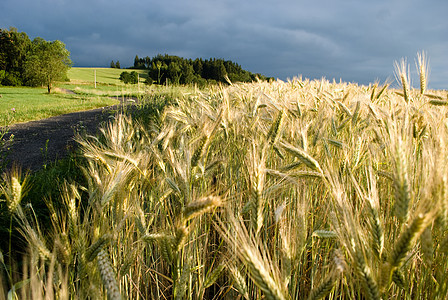 谷谷物农村植物农场面包材料烘烤季节小麦国家金子图片