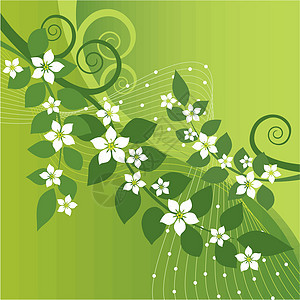 美丽的茉莉花和绿色绿背景的绿色树枝图片