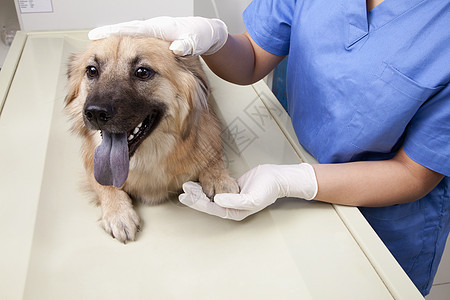 检查室有狗和狗的兽医摄影审查医生手术衣检查台动物诊所医疗医学手术图片