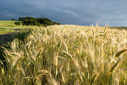谷谷物国家粮食小麦玉米材料面粉农村颗粒烘烤季节图片