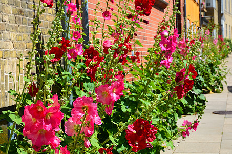 夏花花住宅红色生活花朵石头树叶植物粉色街道牧歌图片