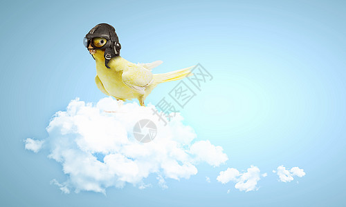 试用帽子中的鹦鹉交通旅行动物群飞行员羽毛航空打扮鸟类宠物爱好图片