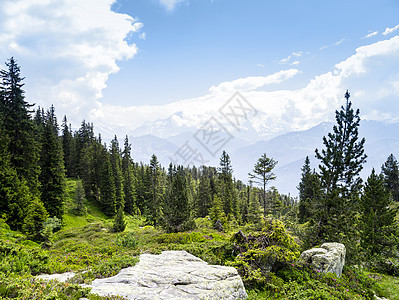 贝亚登堡 瑞士旅行风景季节山脉晴天松树荒野花朵全景石头图片