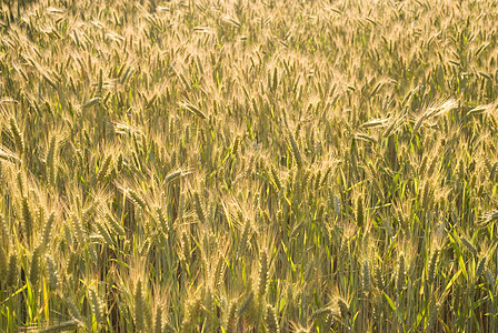 谷谷物粮食面包小麦材料面粉季节植物烘烤农场金子图片