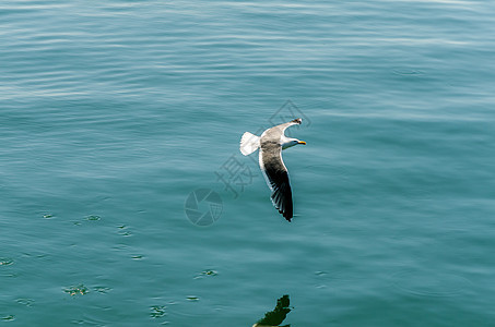 飞行海鸥野生动物动物羽毛荒野海洋翅膀鸟类海岸海鸟空气图片