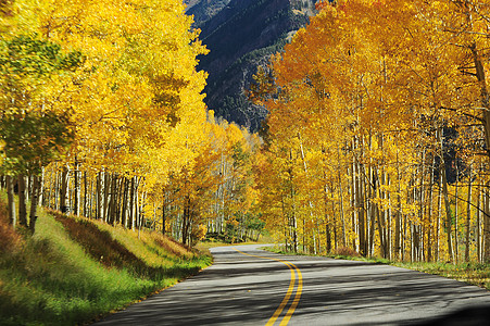 秋季公路车道黄色运输叶子森林季节背景图片