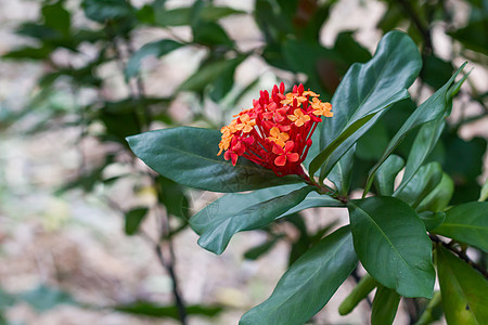 红花生长仙丹花蜜植物热带环境叶子衬套园艺生态图片