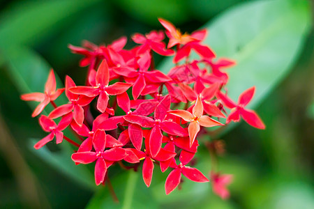 红花场地植物群园艺生态叶子环境衬套花粉花瓣星星图片