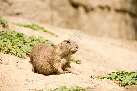 红豆地Cute marmot正在寻找危险背景