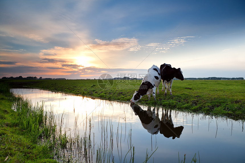 日落时放牧牛牛农村农场地平线阳光反射牧场动物日出运河蓝色图片