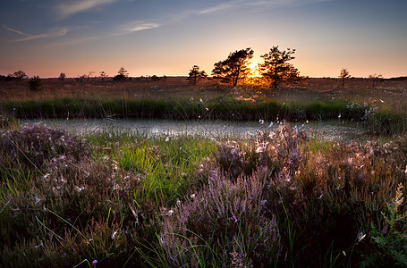在沼泽和开花的荒野上落日图片