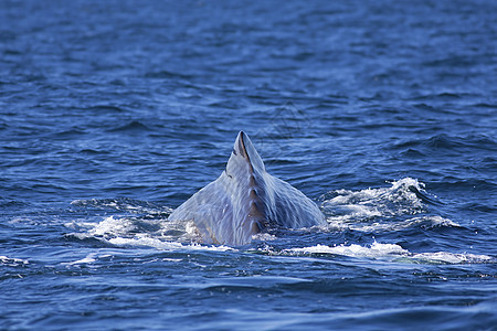 鲸尾鲸蜡山脉动物海洋生物海洋潜水生物野生动物抹香鲸齿鲸图片