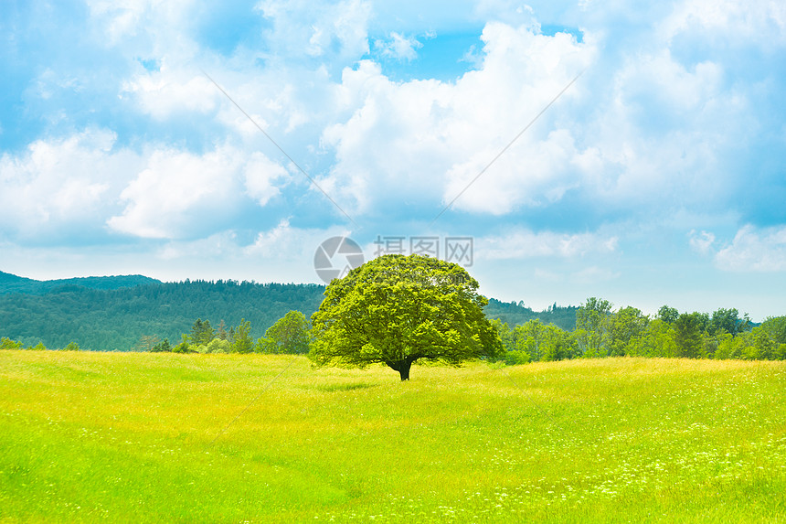 绿色星球地球场景森林阳光木头全景濒危地平线环境美丽季节图片