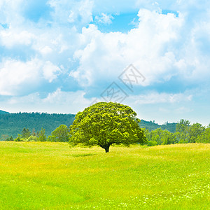 绿色星球地球公园农田季节绿色植物牧场土地叶子天空树干场景图片