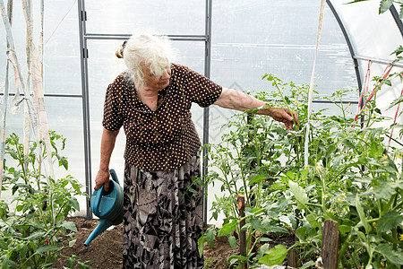 母情节那个住在西红柿灌木丛中温室的老女人花朵个人果园园丁衬套作物植物工作花园退休背景