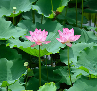 盛开的莲花花莲花状叶子繁荣花园花萼情调花瓣异国百合植物图片