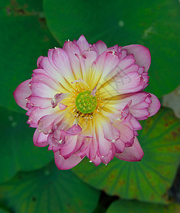 盛开的莲花花异国百合繁荣莲花状花瓣植物学情调荷花生物学植物图片