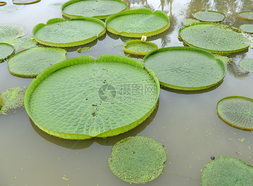 巨大的漂浮莲花 吉安亚马逊河水利图片