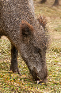 苏氏体展示公猪热带监狱锁定动物园母猪推介会哺乳动物跑道图片