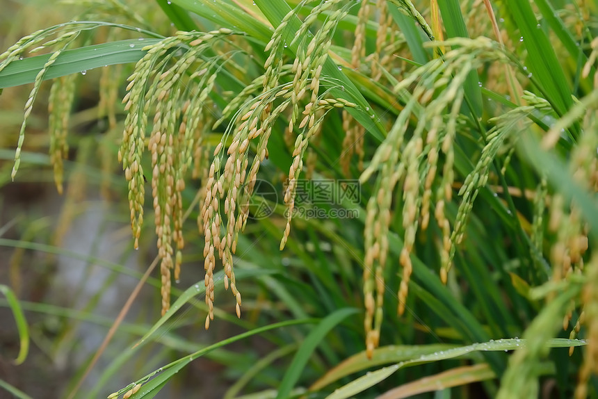 在稻田里采米小路场地金子种植植物学农村树叶谷物种子环境图片