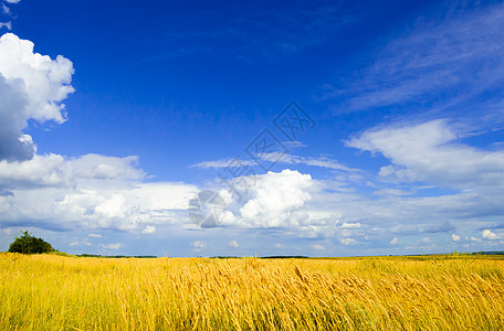 戏剧天空下的美丽小麦田国家大麦小麦稻草农田土地天空金子农村天气图片