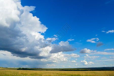 戏剧天空下的美丽小麦田生长收成谷物植物农场季节阳光天气农村蓝色图片