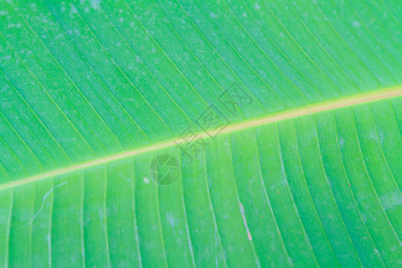 香蕉叶特写植物学热带植物植物群细胞绿色植物生长静脉树干植被图片