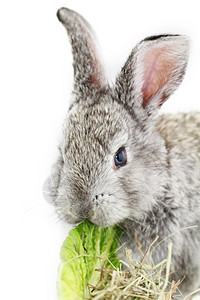 甜咪兔灰兔沙拉灰色耳朵白色野兔荒野哺乳动物农业宠物毛皮背景