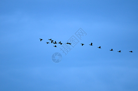 飞鸟日落迁移团队鸟群翅膀风景飞行天空领导背景图片