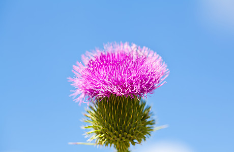 蓝天空背景的花粉红色花朵的野图片