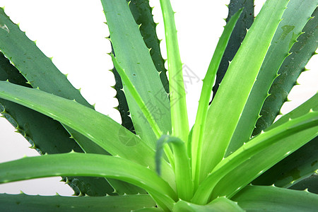 Aloe 阴阳果汁白色面霜芦荟凝胶植物概念芦荟汁图片