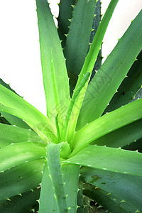 Aloe 阴阳芦荟面霜概念凝胶果汁芦荟汁植物白色图片