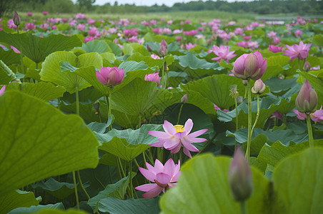 莲花花粉色百合池塘植物生活花瓣树叶绿色图片