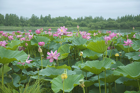 莲花花粉色生活绿色百合植物池塘花瓣树叶图片