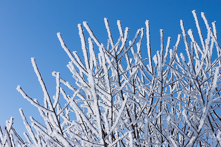 特写寒雪树的枝叶磨砂天气白色分支机构窗户季节季节性森林红色水晶图片