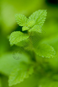新鲜绿色芳香薄荷柠檬 平和胡椒叶子宏观香脂疗法草药香味蔬菜呼吸药品香气图片
